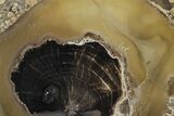 Petrified Wood (Schinoxylon) Limb Section - Blue Forest, Wyoming #371108-1